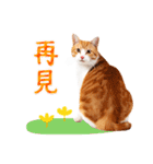 気持ちを伝える♡かわいい茶白猫（台湾版）（個別スタンプ：32）
