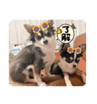 Lucky✴︎everyday（個別スタンプ：15）