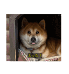 らおん②（個別スタンプ：11）