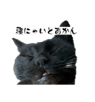 黒猫じゅんじ2（個別スタンプ：4）