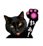黒猫じゅんじ2（個別スタンプ：7）