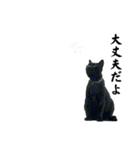 黒猫じゅんじ2（個別スタンプ：14）
