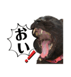 黒猫じゅんじ2（個別スタンプ：19）