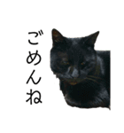 黒猫じゅんじ2（個別スタンプ：21）