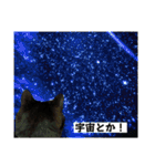 黒猫じゅんじ2（個別スタンプ：38）