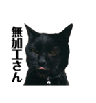 黒猫じゅんじ2（個別スタンプ：40）