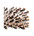 大量のハムスター（個別スタンプ：8）