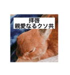 ほんのり哲学的思考が垣間見えるうさぎ（個別スタンプ：32）