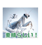 雪で遊ぶカマキリ:日本語（個別スタンプ：6）