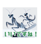 雪で遊ぶカマキリ:日本語（個別スタンプ：23）