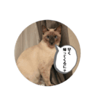 ロク猫スタンプ第二段(イラストver)（個別スタンプ：23）