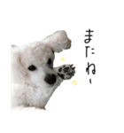 ましゅんごつんご（個別スタンプ：5）