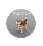 もなかスタンプ verson3（個別スタンプ：5）