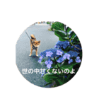 もなかスタンプ verson3（個別スタンプ：9）