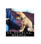 もなかスタンプ verson3（個別スタンプ：11）
