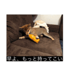 もなかスタンプ verson3（個別スタンプ：12）