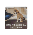 もなかスタンプ verson3（個別スタンプ：15）