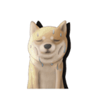 柴犬 Shiba 4（個別スタンプ：3）