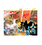 パニック障害とねこブルースカイの倫（個別スタンプ：3）