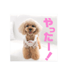 トイプードル メロディの日常スタンプ3♪（個別スタンプ：7）