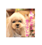 トイプードル メロディの日常スタンプ3♪（個別スタンプ：11）