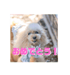 トイプードル メロディの日常スタンプ3♪（個別スタンプ：12）