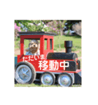 トイプードル メロディの日常スタンプ3♪（個別スタンプ：13）