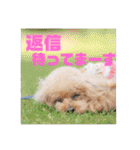 トイプードル メロディの日常スタンプ3♪（個別スタンプ：14）
