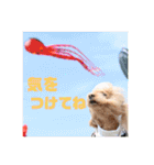 トイプードル メロディの日常スタンプ3♪（個別スタンプ：19）