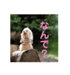 トイプードル メロディの日常スタンプ3♪（個別スタンプ：23）