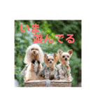 トイプードル メロディの日常スタンプ3♪（個別スタンプ：26）