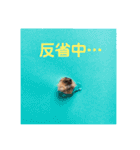 トイプードル メロディの日常スタンプ3♪（個別スタンプ：28）