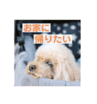 トイプードル メロディの日常スタンプ3♪（個別スタンプ：31）