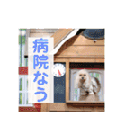 トイプードル メロディの日常スタンプ3♪（個別スタンプ：33）