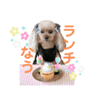 トイプードル メロディの日常スタンプ3♪（個別スタンプ：38）