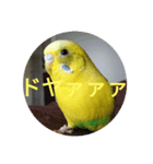 インコさんの学校（個別スタンプ：2）