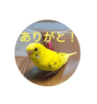 インコさんの学校（個別スタンプ：3）