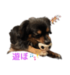 カイとソラの日常3（個別スタンプ：3）