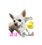 カイとソラの日常3（個別スタンプ：9）