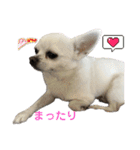 カイとソラの日常3（個別スタンプ：12）