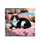 にゃんこライフ Ver3 (漢字)（個別スタンプ：6）