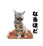 ねこの実写シリーズ2 （日常、挨拶）（個別スタンプ：30）