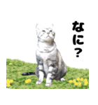 ねこの実写シリーズ2 （日常、挨拶）（個別スタンプ：34）