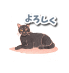 色鉛筆ねこ 黒猫（個別スタンプ：2）