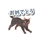 色鉛筆ねこ 黒猫（個別スタンプ：4）