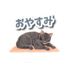 色鉛筆ねこ 黒猫（個別スタンプ：8）