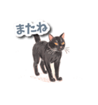 色鉛筆ねこ 黒猫（個別スタンプ：11）