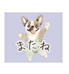 多様な犬種のLINEスタンプ（個別スタンプ：10）