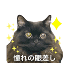 黒猫 ルナ院長139にゃんめ（個別スタンプ：2）