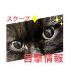 黒猫 ルナ院長139にゃんめ（個別スタンプ：3）